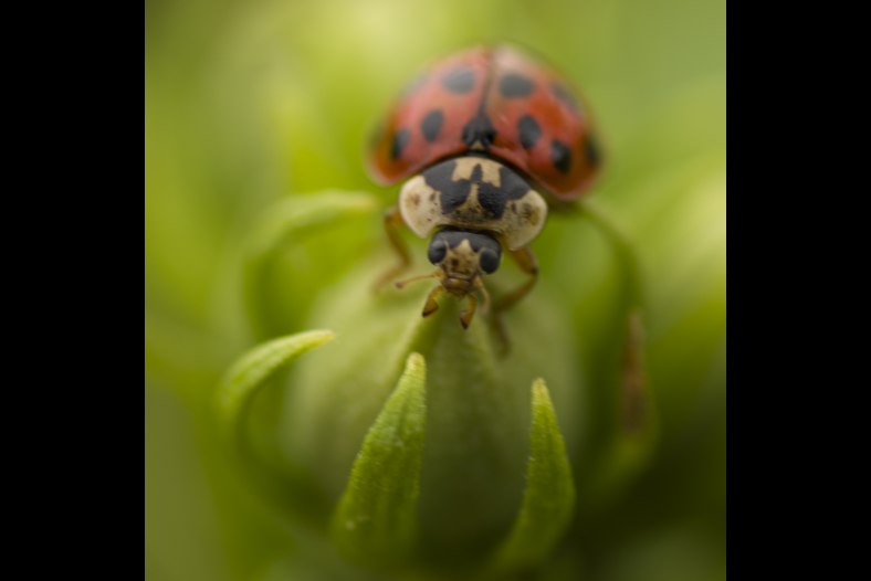 ladybug 01